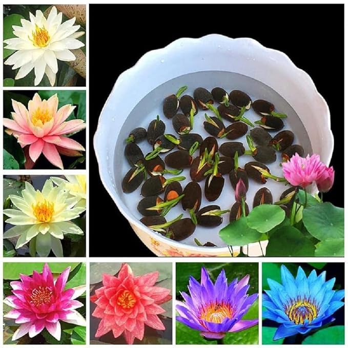 Bonsai Lotus Seeds: Germinates in 7 Days 🌱 | Buy 1, Get 1 Free + Free Shipping (7 Days Germination)