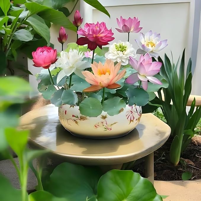Bonsai Lotus Seeds: Germinates in 7 Days 🌱 | Buy 1, Get 1 Free + Free Shipping (7 Days Germination)