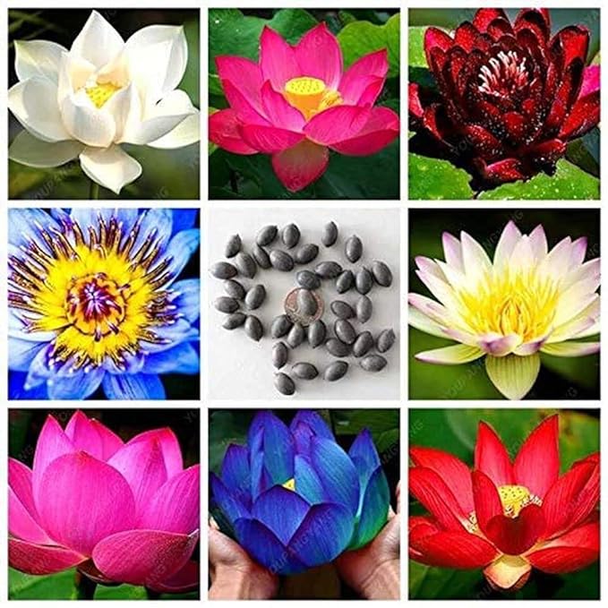 Bonsai Lotus Seeds: Germinates in 7 Days 🌱 | Buy 1, Get 1 Free + Free Shipping (7 Days Germination)