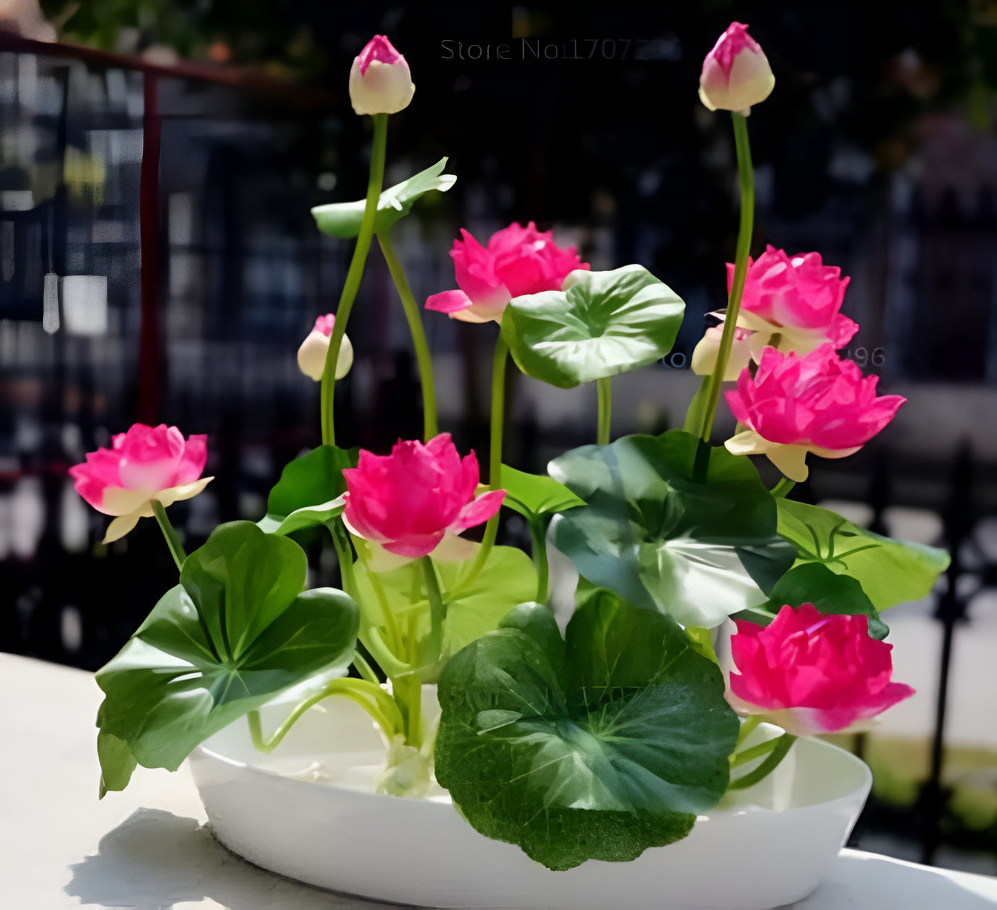 Japanese Bonsai Lotus: Stunning Blooms, Minimal Effort! (100 Premium Seeds)