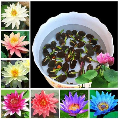 Japanese Bonsai Lotus: Stunning Blooms, Minimal Effort! (100 Premium Seeds)